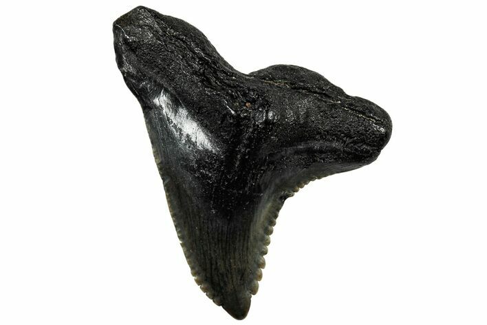 Large, Snaggletooth Shark (Hemipristis) Tooth - South Carolina #298704